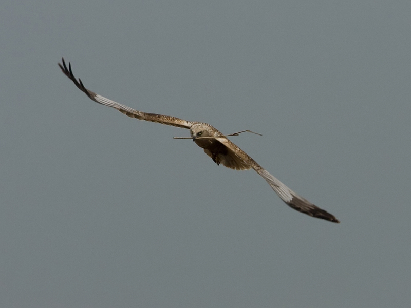 Circus aeruginosus Marsh Harrier Bruine Kiekendief